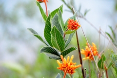 Palicourea officinalis