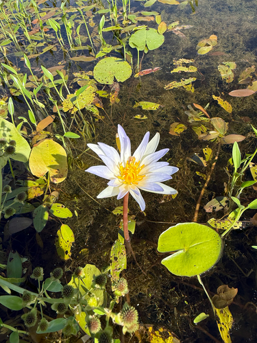 Nymphaea elegans