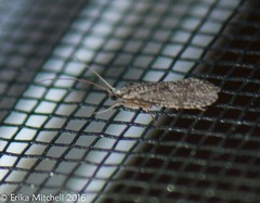 Phylocentropus placidus