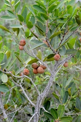 Salacia crassifolia