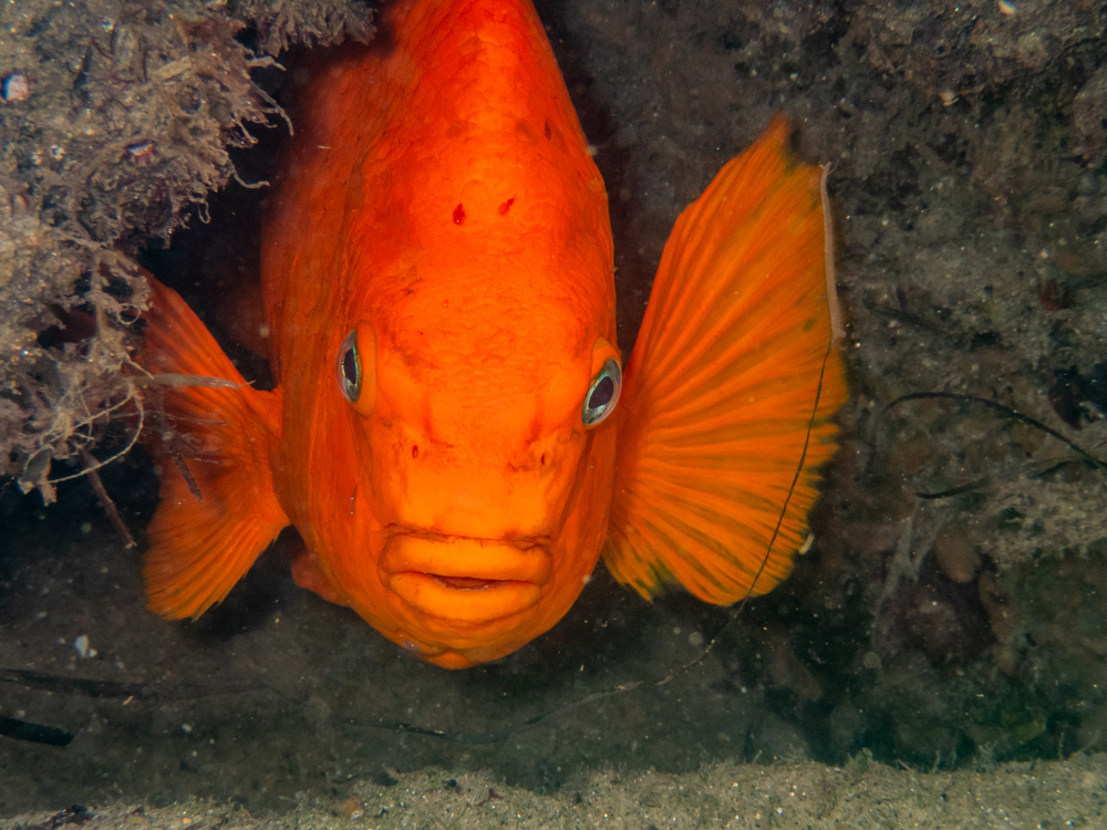 Photo of garibaldi (Hypsypops rubicundus)