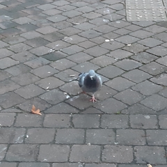 Columba livia domestica