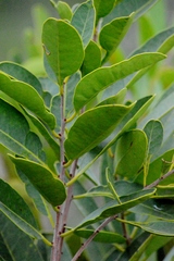 Salacia crassifolia