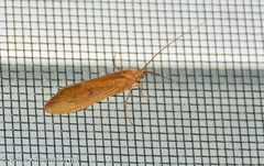 Onocosmoecus unicolor