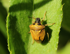 Eysarcoris aeneus