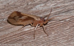 Platycentropus radiatus