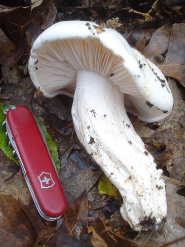 Large White Leucopax