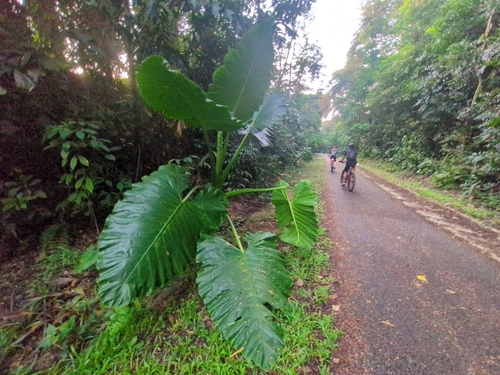 Alocasia macrorrhizos