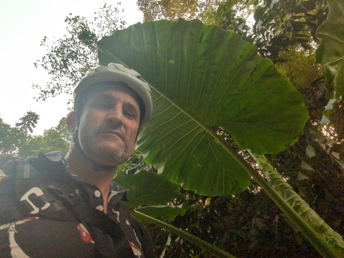 Alocasia macrorrhizos