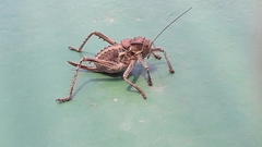 Hetrodes pupus