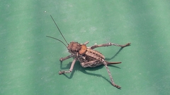 Hetrodes pupus