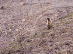 Marmota bobak