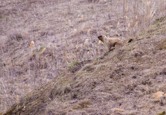 Marmota bobak