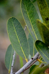 Salacia crassifolia