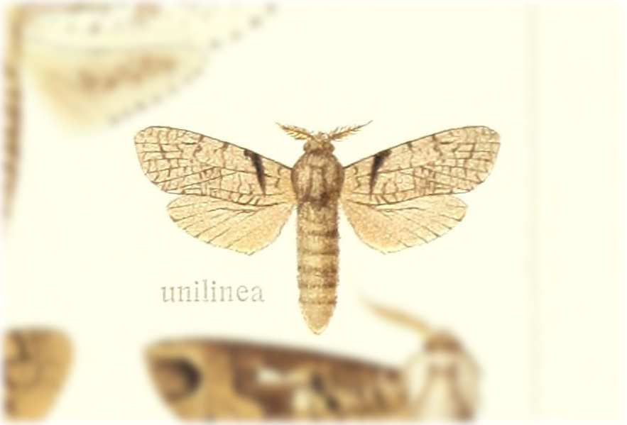 Psychonoctua unilinea