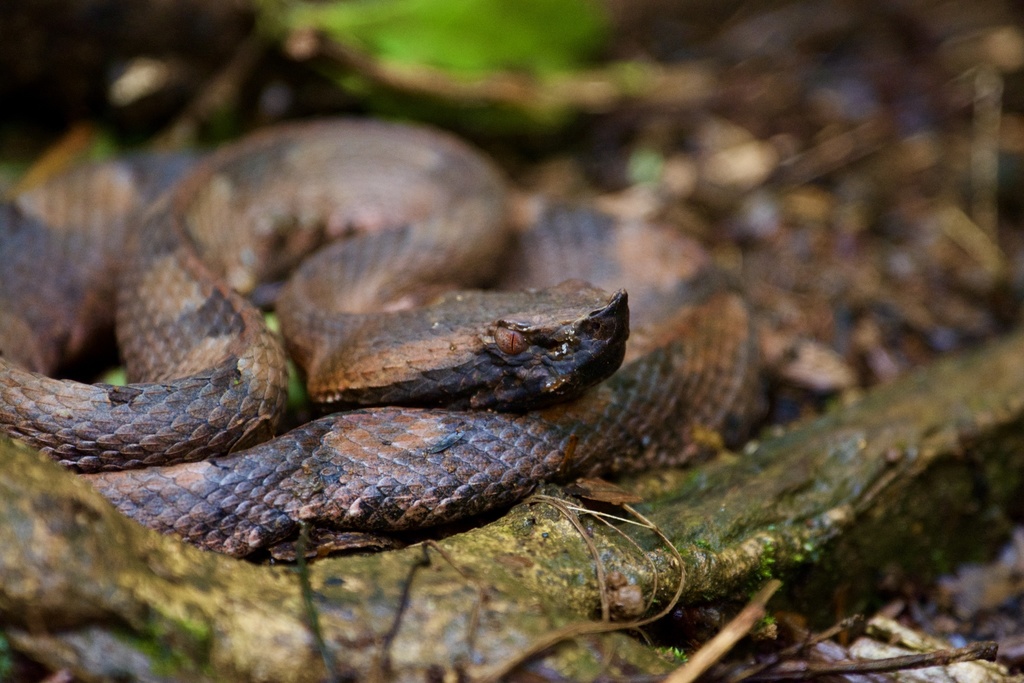 Hognosed Pit Viper