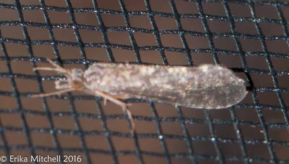 Phylocentropus