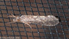 Phylocentropus placidus