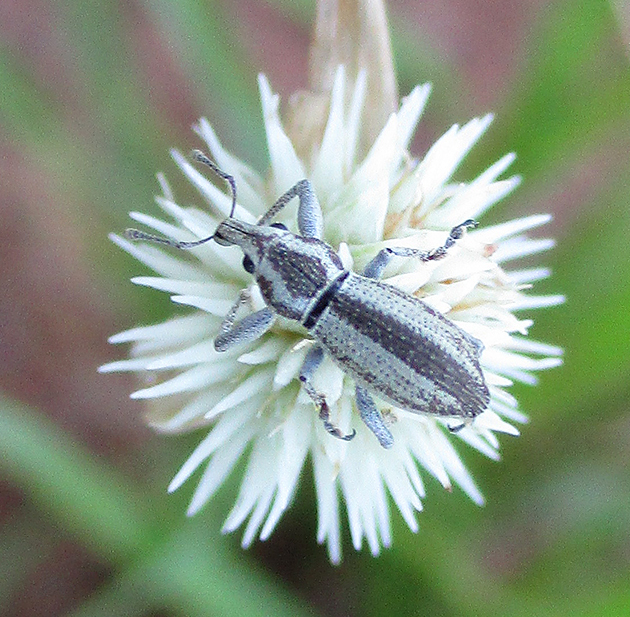 Aosseterus argentatus