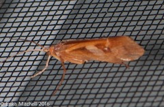 Limnephilus rhombicus