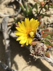 Lampranthus fergusoniae