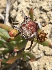 Lampranthus fergusoniae