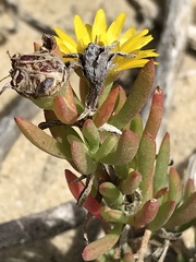 Lampranthus fergusoniae