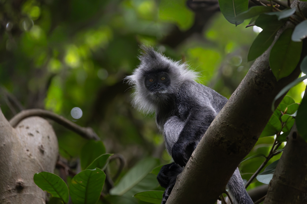 Indochinese Lutung