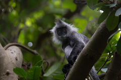 Indochinese Lutung photo 1