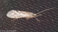 Phylocentropus placidus