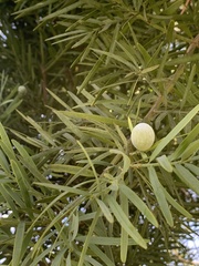 Afrocarpus