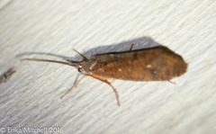 Ptilostomis