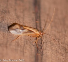 Platycentropus radiatus