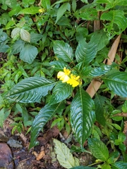 Impatiens oncidioides