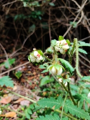 Nasa triphylla rudis