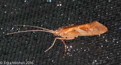 Limnephilus rhombicus