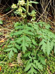 Nasa triphylla rudis