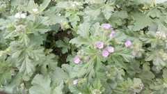 Fuertesimalva limensis