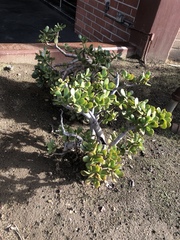 Crassula ovata