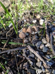 Psathyrella gracilis