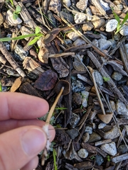 Psathyrella gracilis