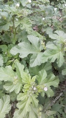 Fuertesimalva limensis