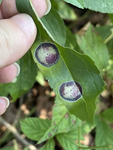 Unknown species found near Georgia, US