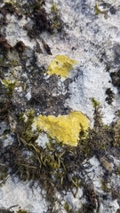 Willeya diffractella