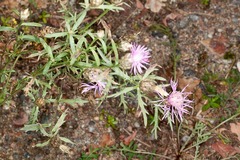 Centaurea deusta