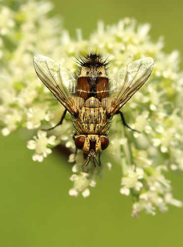 Frontina laeta (Meigen, 1824)