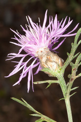 Centaurea deusta