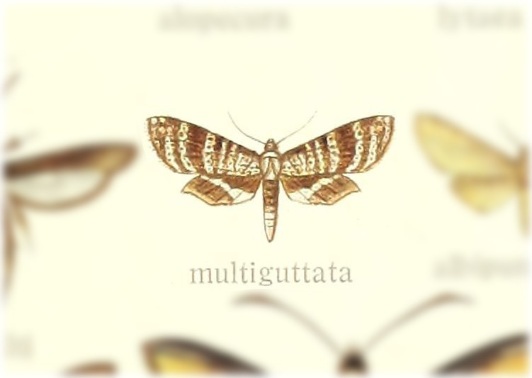 Rhodoneura multiguttata