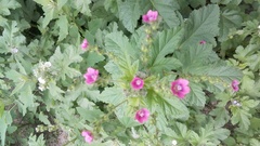 Fuertesimalva limensis