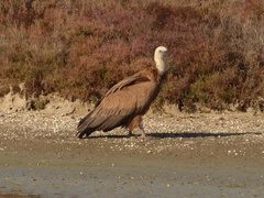 Gyps fulvus